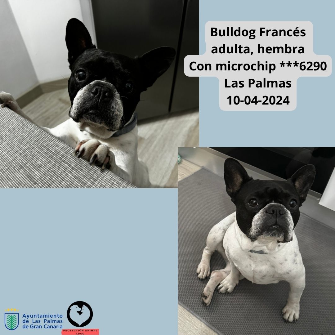 Bulldog Francés adulta, hembra Con microchip Las Palmas 10-04-2024