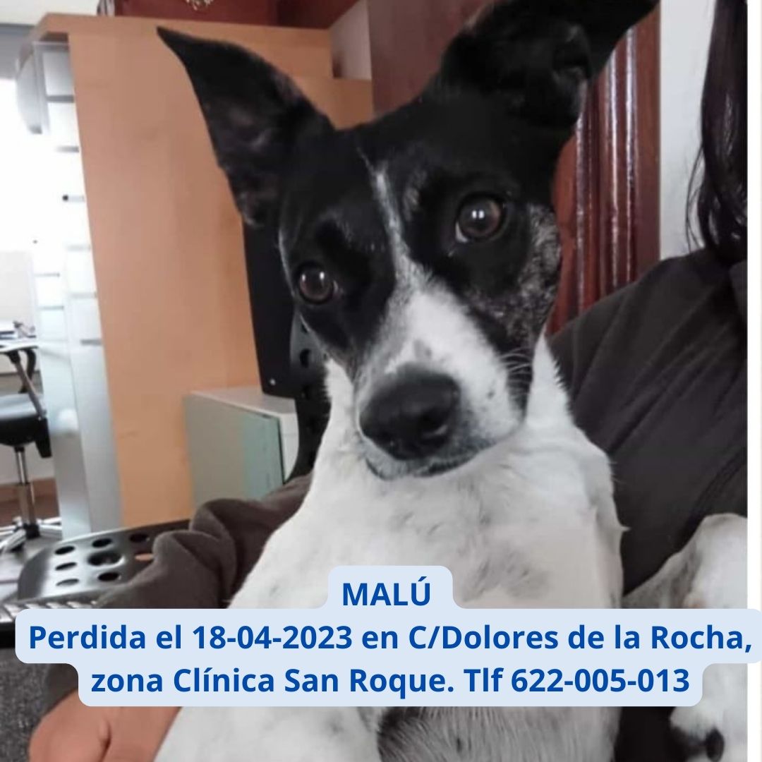 MALU PERDIDA 18-04-2023 en CDolores de la Rocha, zona Clínica San Roque. Tlf 622-005-013 (2)