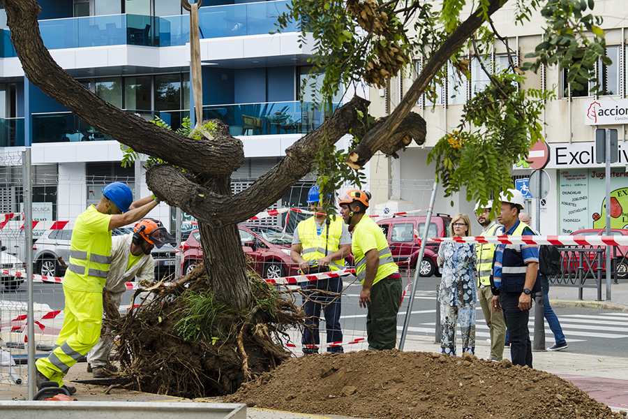 medio salchicha carro El Ayuntamiento favorece la conservación de los árboles del Parque Blanco  durante las obras del paso