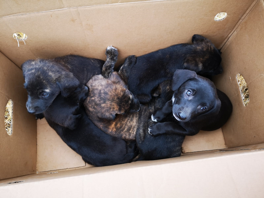 Salud Pública registra un descenso progresivo en el número de perros abandonados tras la implantación de Salud Pública registra un descenso progresivo en el número de perros abandonados tras la implantación de