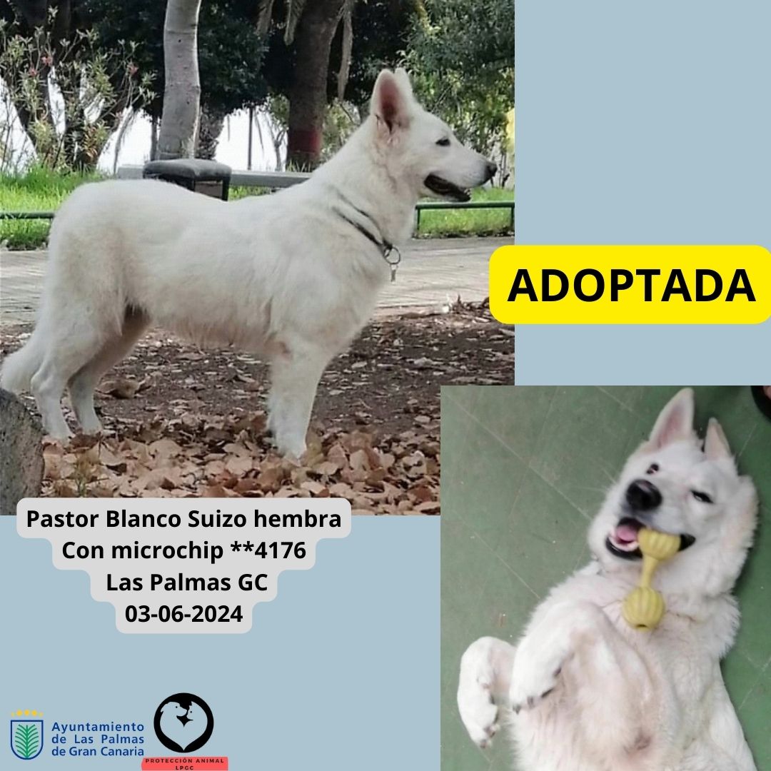 ADOPTADA (7)