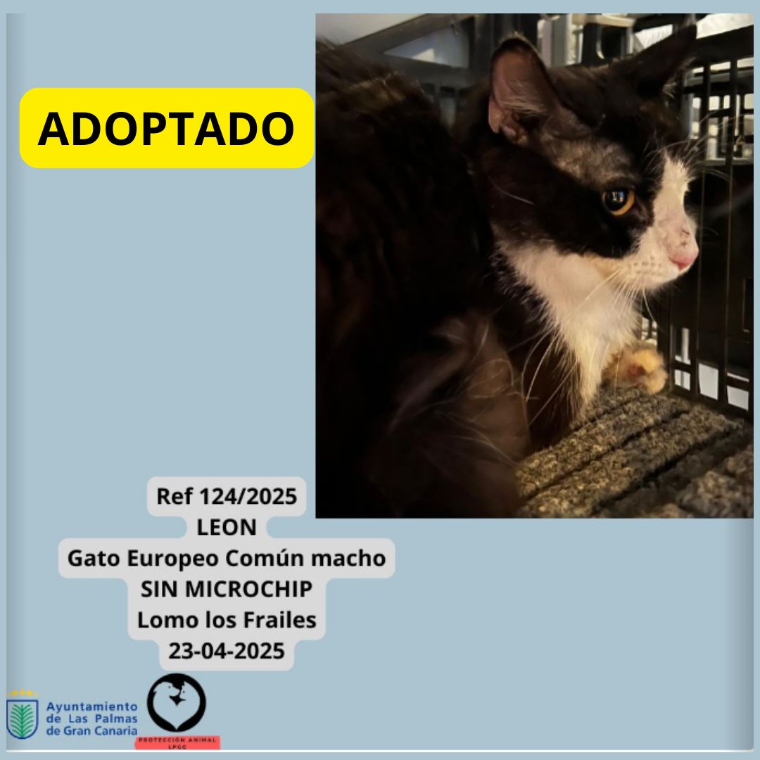 ADOPTADO (13)