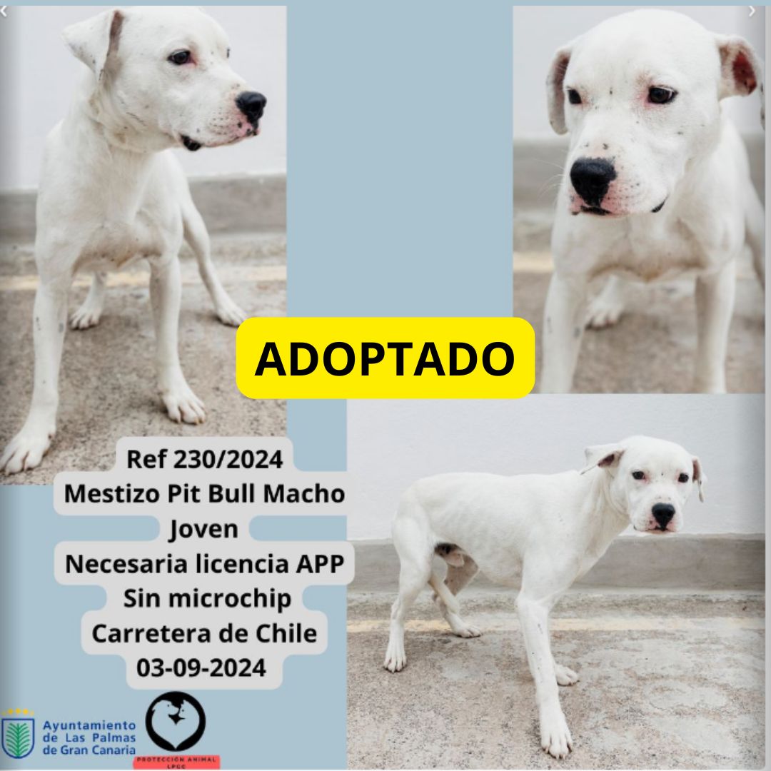 ADOPTADO (15)