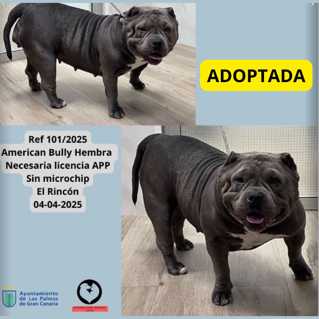 ADOPTADO (16)