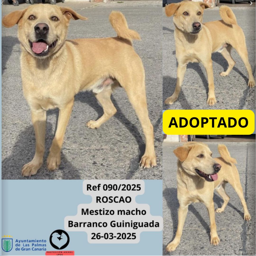 ADOPTADO (17)
