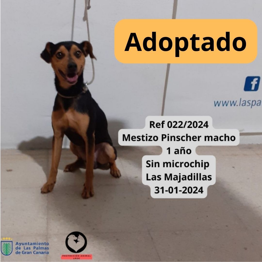 Adoptado (2)