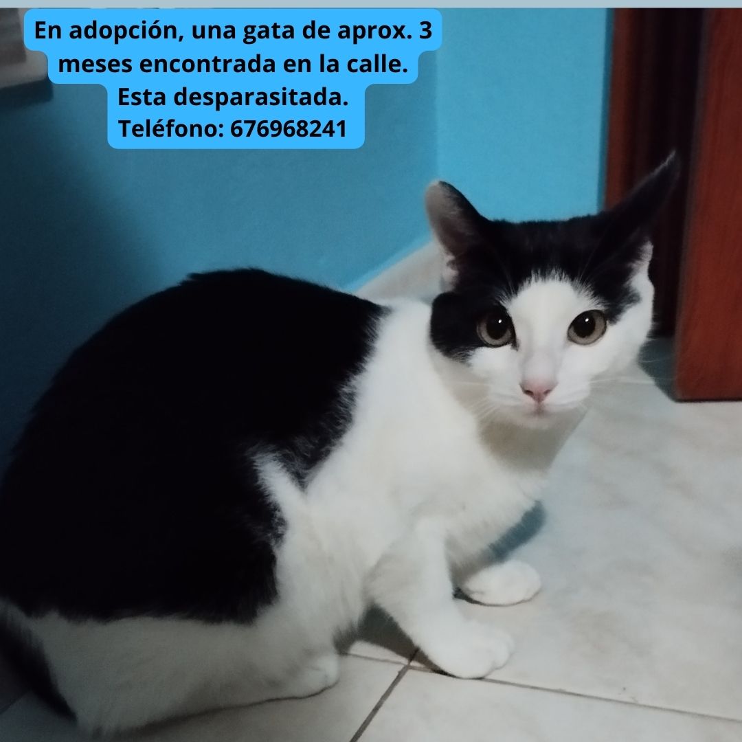 En adopción, una gata de aprox. 3 meses encontrada en la calle. Esta desparasitada. Teléfono 676968241