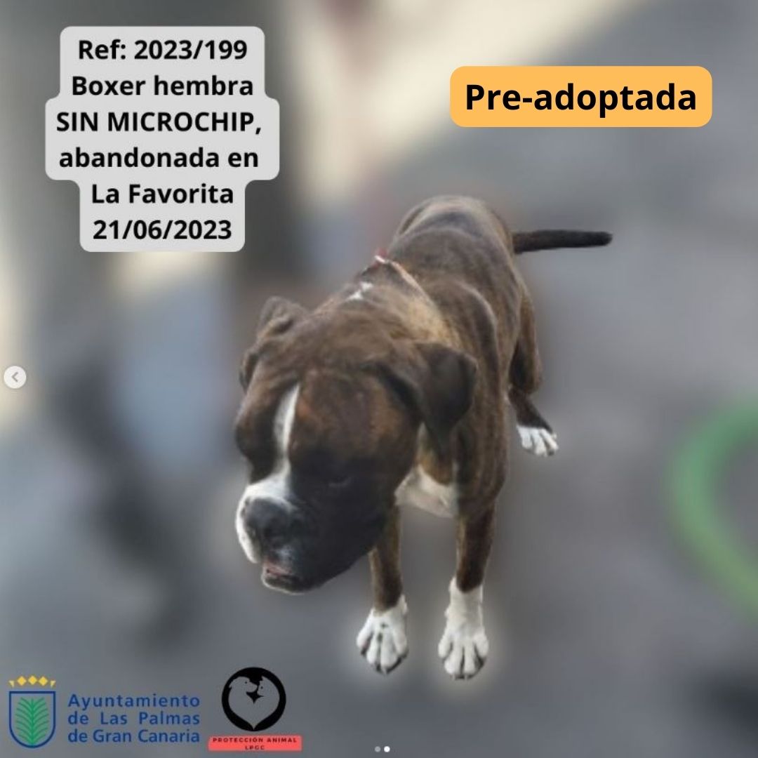 Esterilizada, vacunada contra la rabia y microchipada (1)