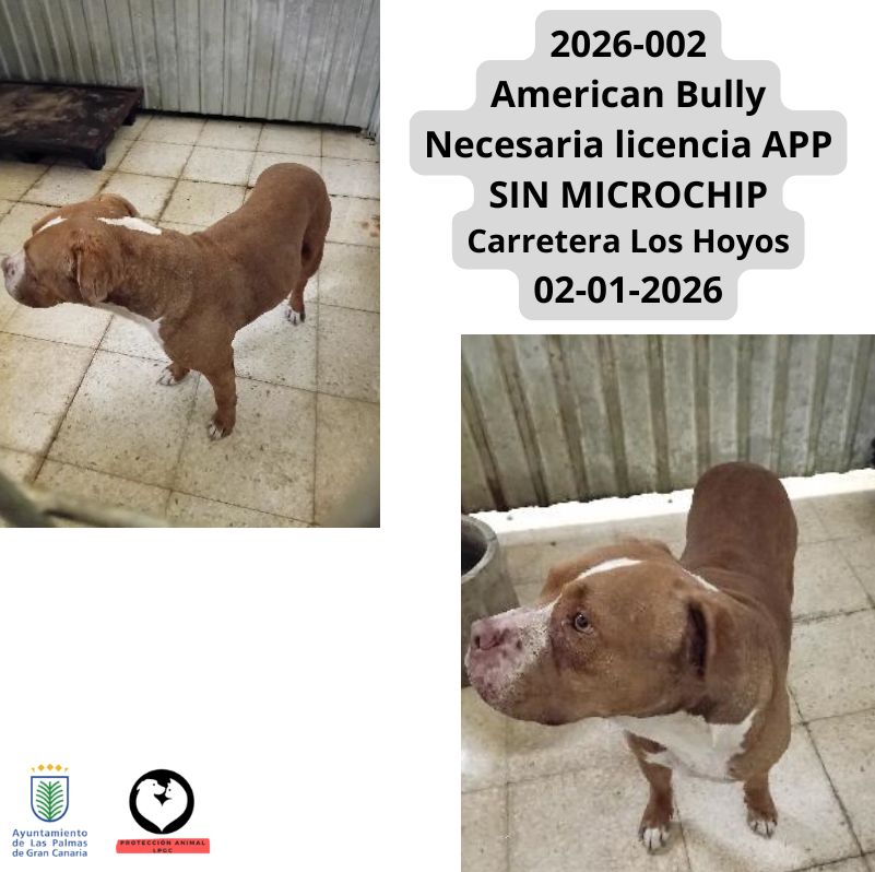 Mestizo macho SIN MICROCHIP La Milagrosa 17-12-2025 (1)