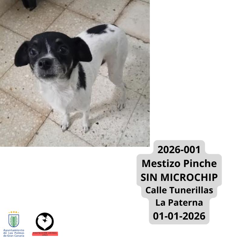 Mestizo macho SIN MICROCHIP La Milagrosa 17-12-2025 (2)