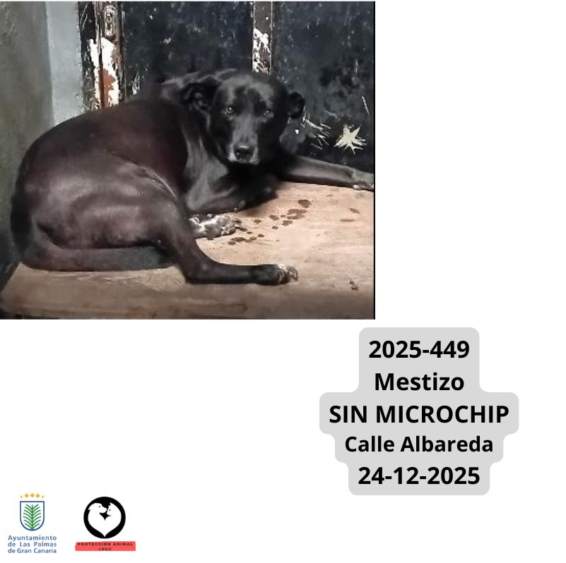 Mestizo macho SIN MICROCHIP La Milagrosa 17-12-2025 (3)