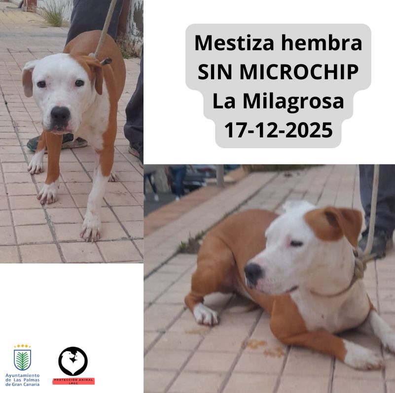 Mestizo macho SIN MICROCHIP La Milagrosa 17-12-2025