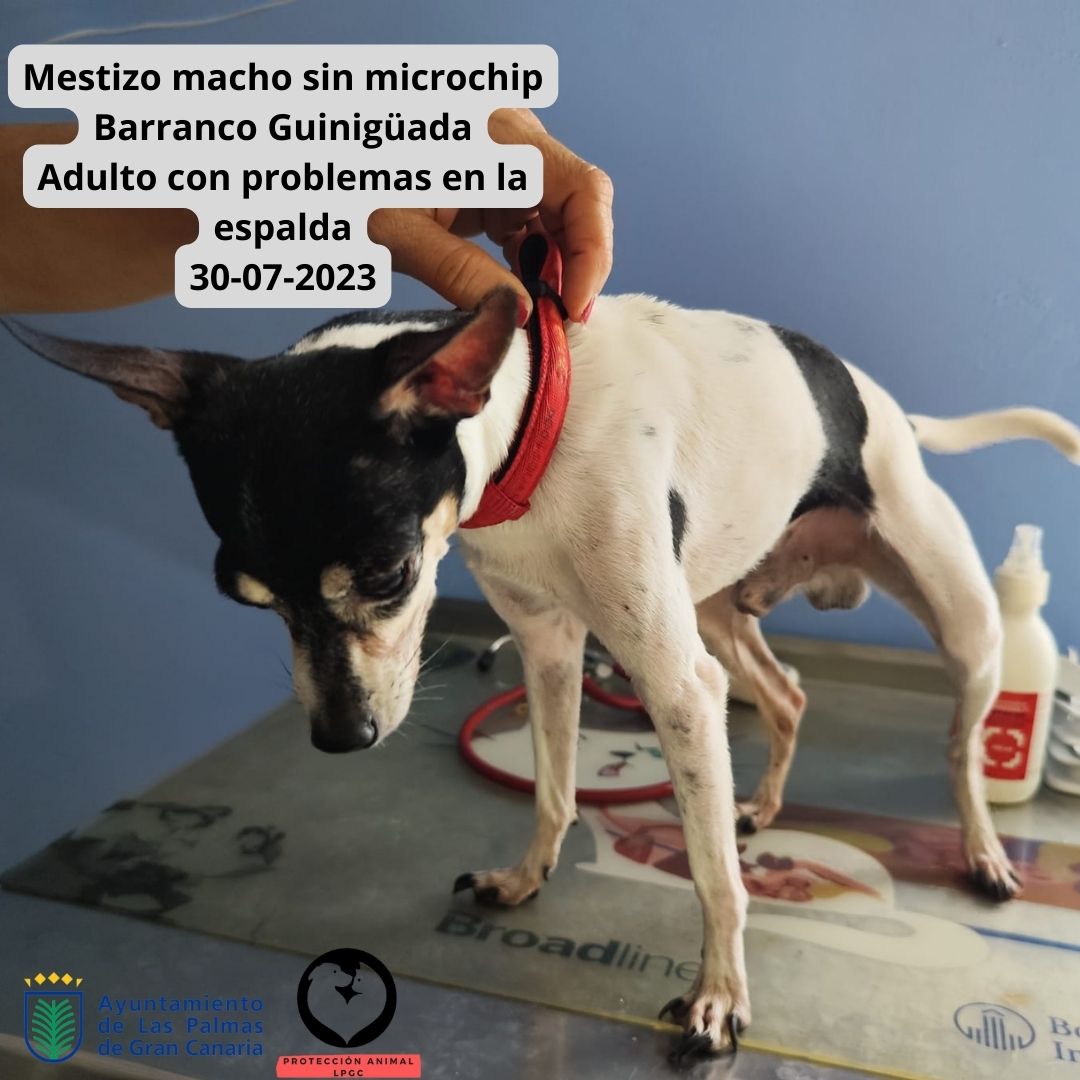 Mestizo macho sin microchip San José 28-07-2023