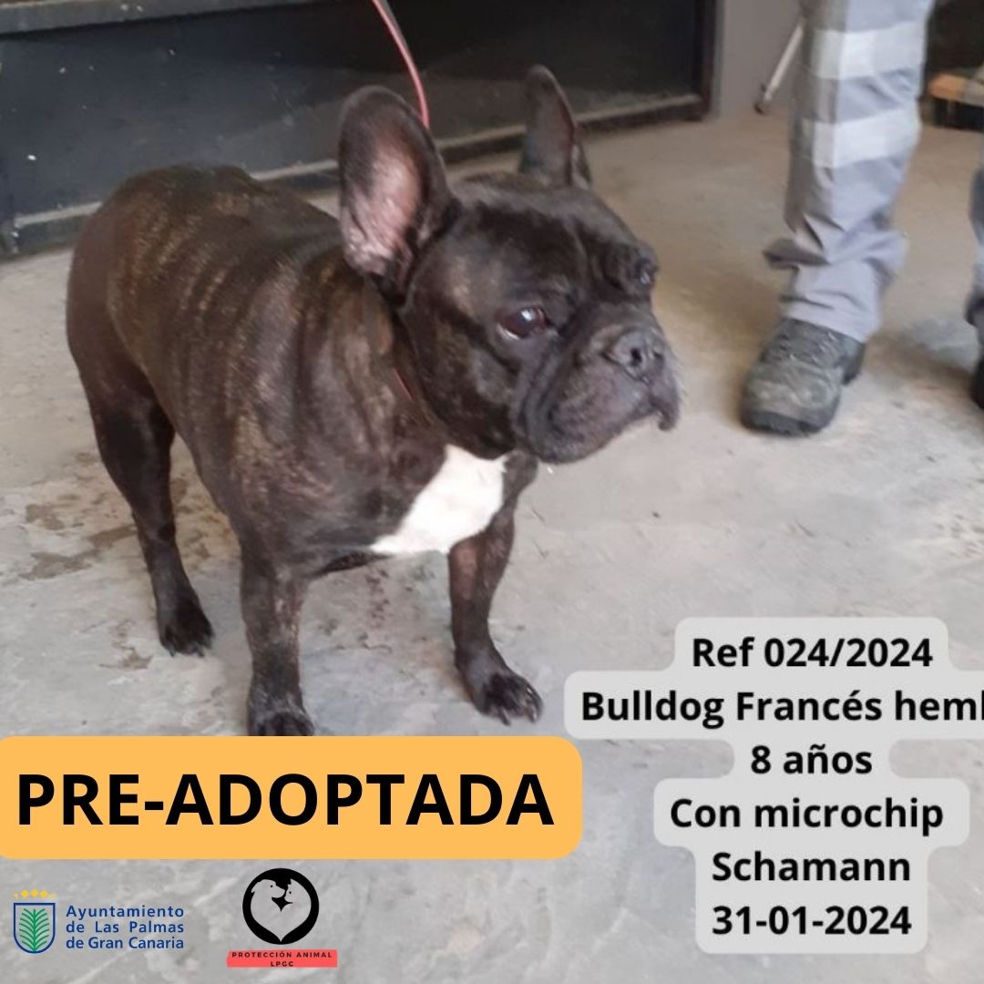 PRE-ADOPTADA (2)