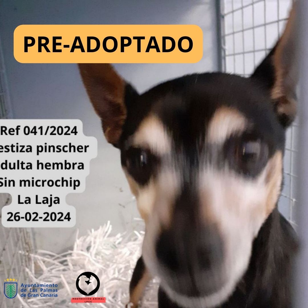 PRE-ADOPTADO (1)