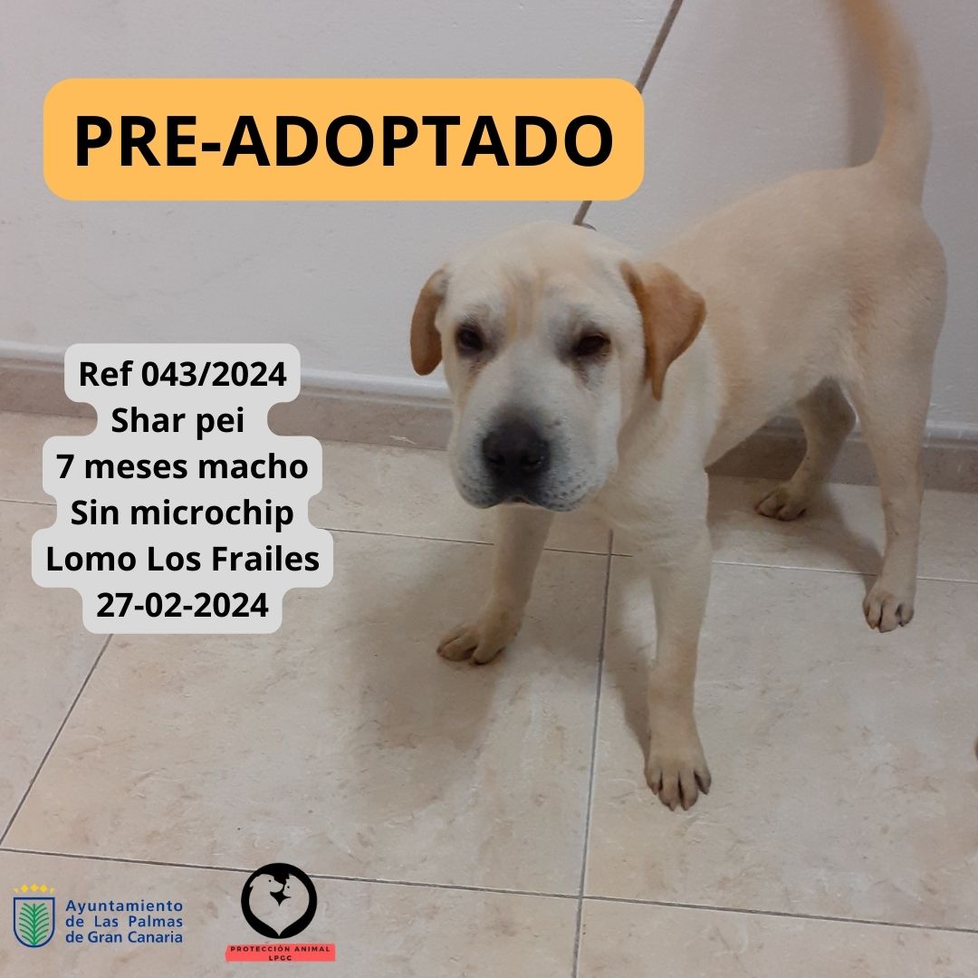 PRE-ADOPTADO