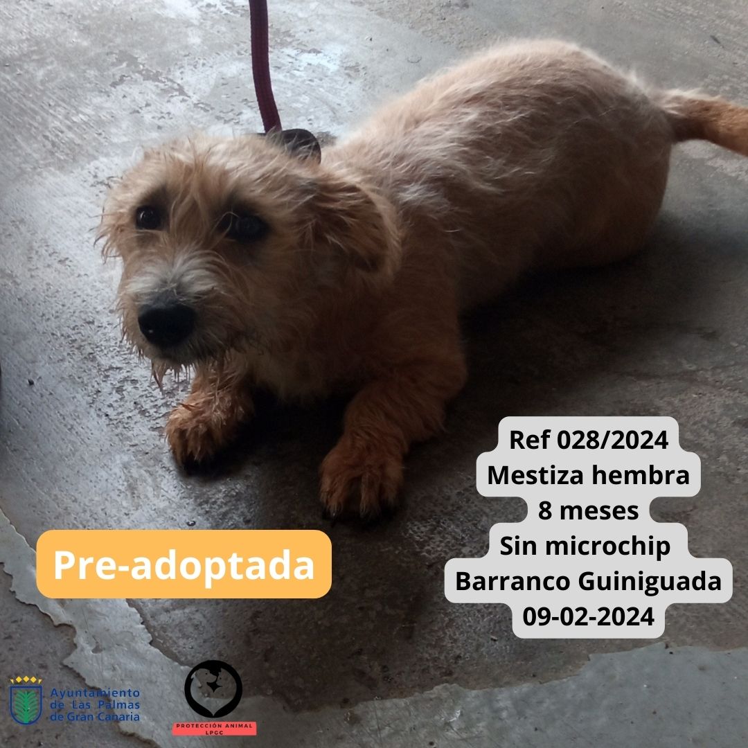 Pre-adoptada (1)