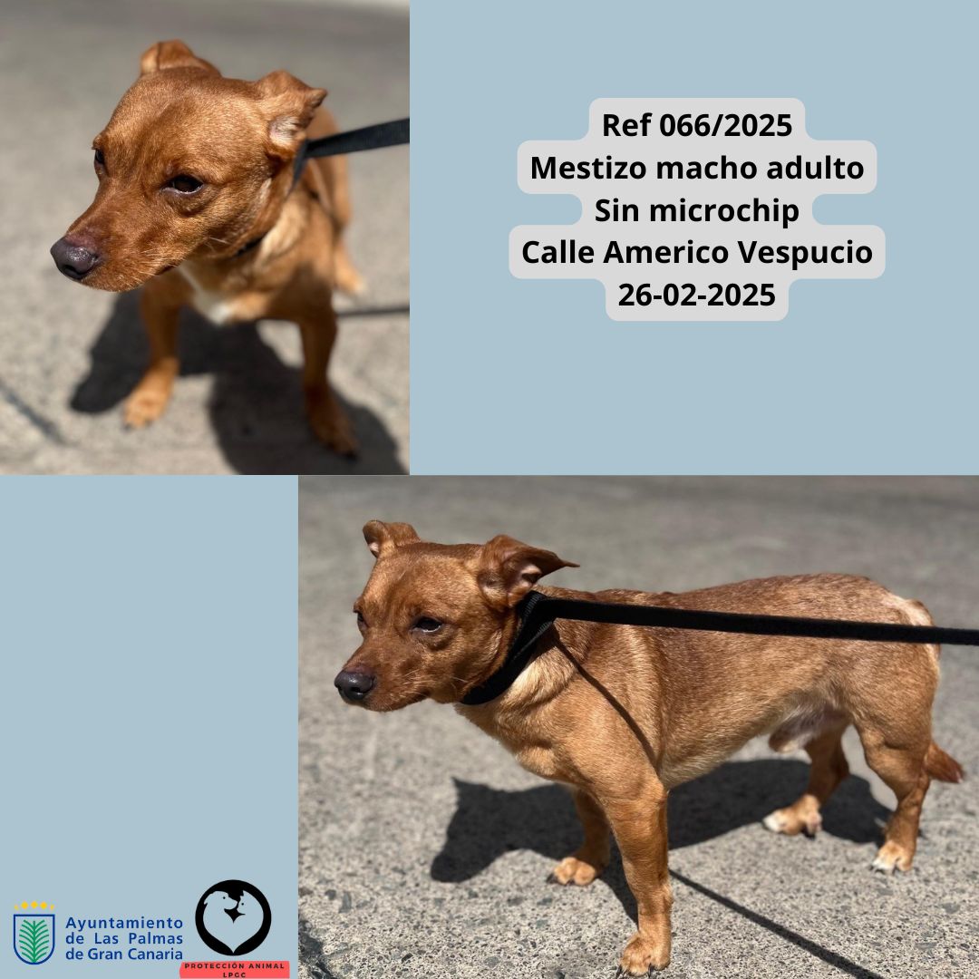 Ref 0242025 CAPUCHO Mestizo macho adulto CON MICROCHIP 0516 Tafira 10-01-2025 (8)