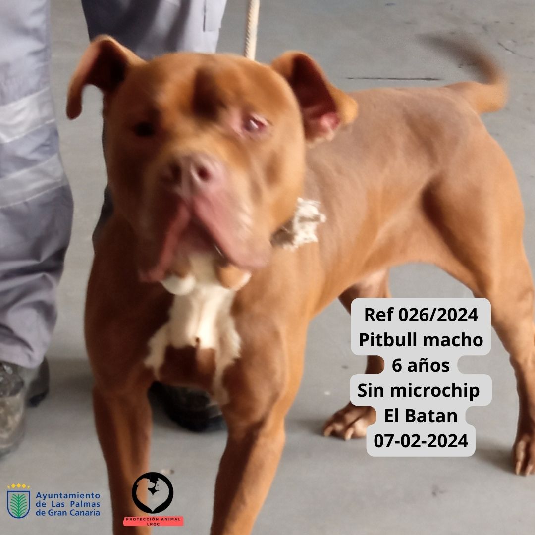 Ref 0262024 Bulldog Francés hembra 8 años Con microchip Schamann 31-01-2024