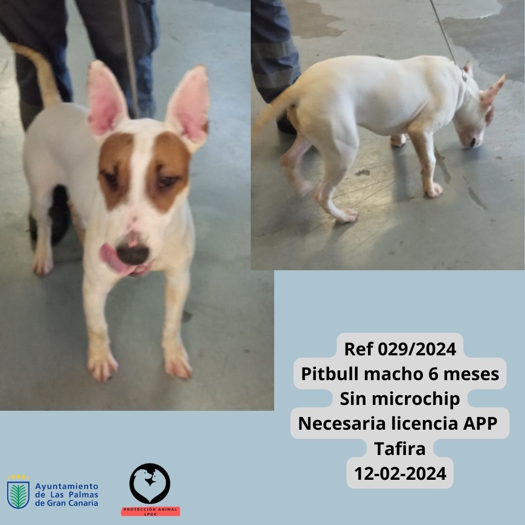 Ref 0292024 Mestiza hembra 8 meses Sin microchip Barranco Guiniguada 09-02-2024