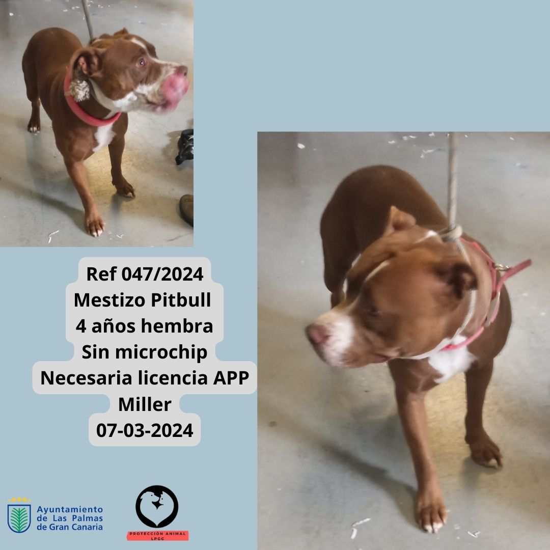 Ref 0482024 Mestizo macho 3 años macho Sin microchip Piletas 16-02-2024 (1)