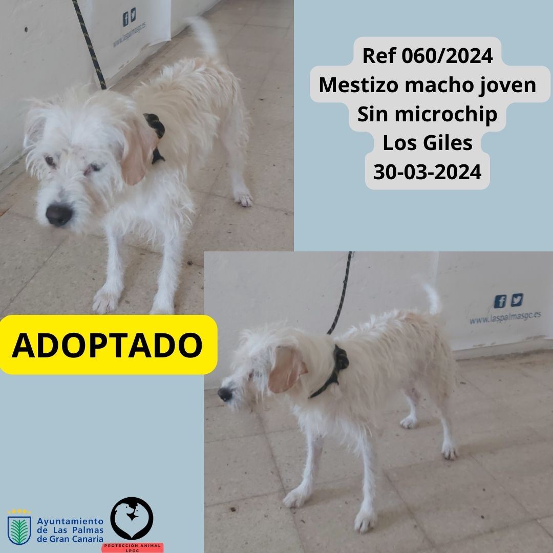 Ref 0602024 Mestizo 2 años Sin microchip Tamaraceite 03-04-2024 (1)