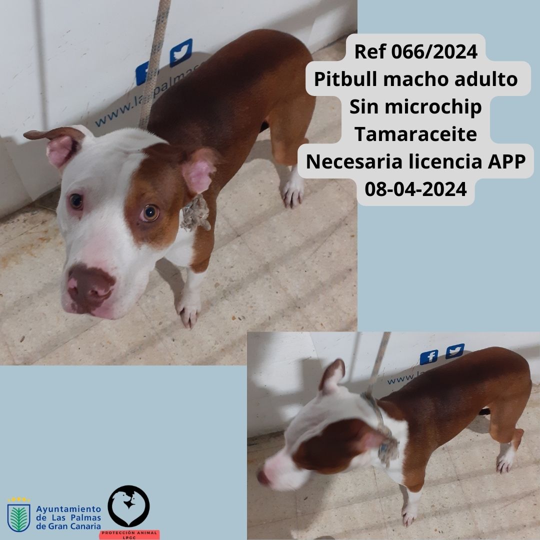 Ref 0662024 Mestizo macho joven Sin microchip Los Giles 30-03-2024