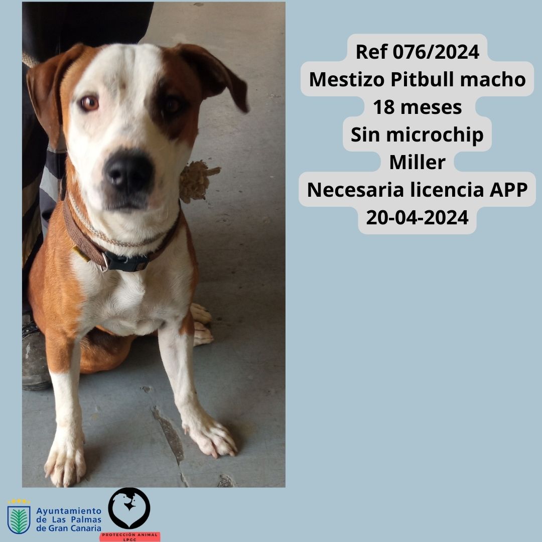 Ref 0762024 Pitbull macho adulto Sin microchip Tamaraceite Necesaria licencia APP 08-04-2024