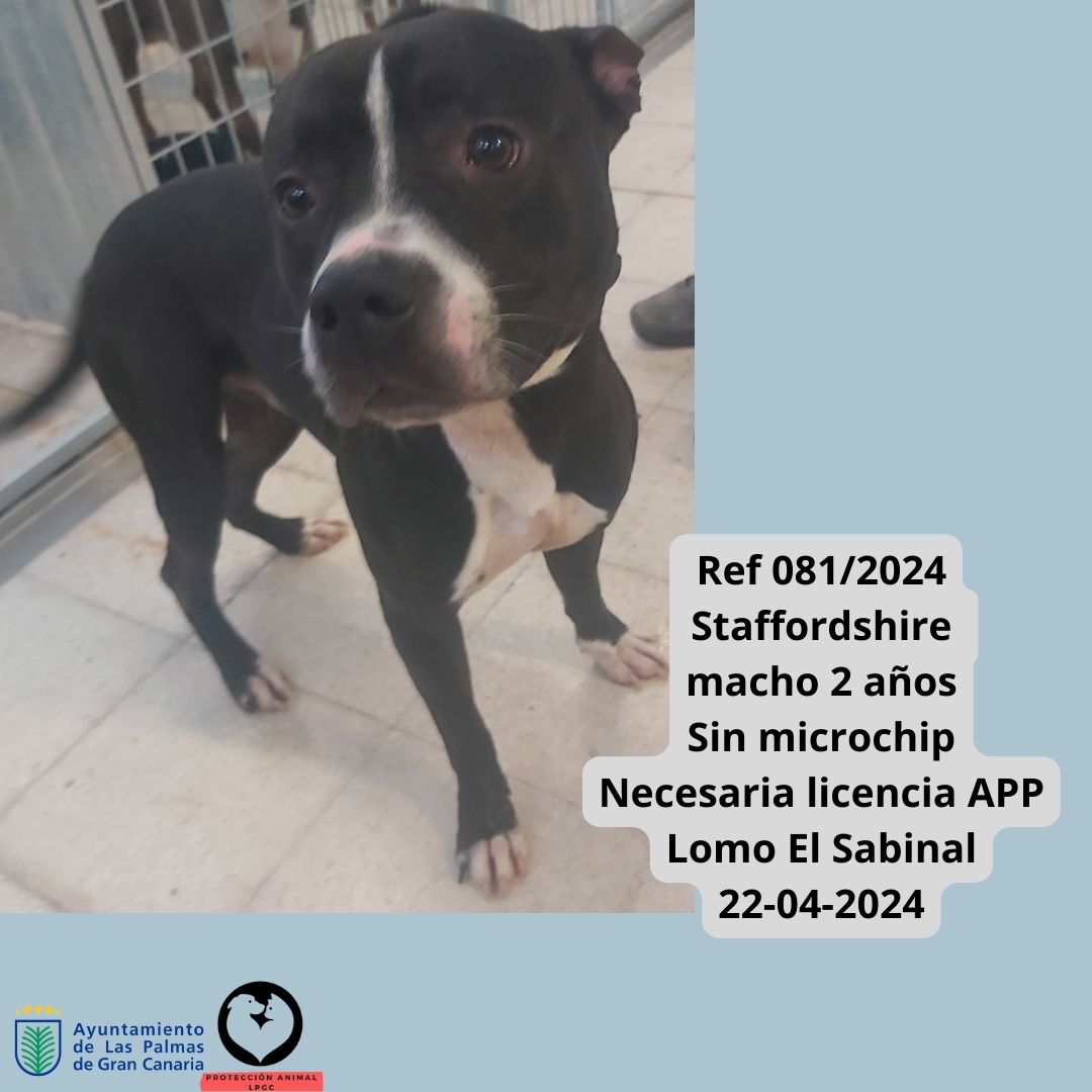 Ref 0812024 Mestizo Pitbull macho joven Sin microchip Necesaria licencia APP cerca del Martín Freire 22-04-2024