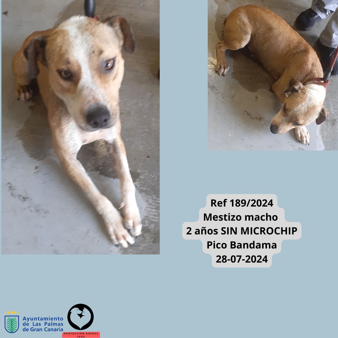 Ref 1302024 Pitbull macho 2 años Con Microchip 642 Las Torres 18-05-2024 (4)