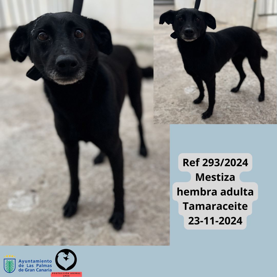 Ref 2852024 Mestizo macho joven Hoya del Enamorado 16-11-2024 (2)