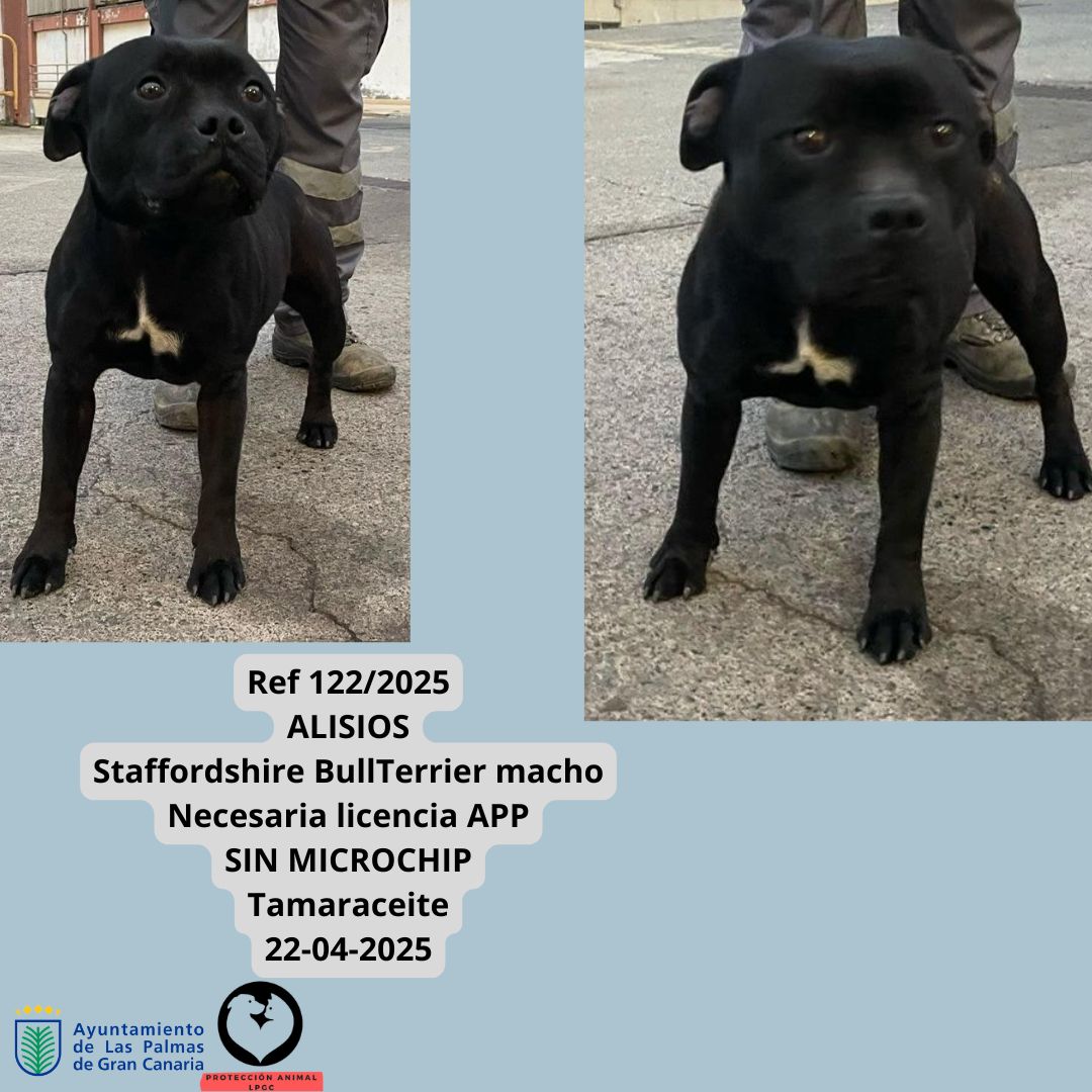 Ref 3422024 Cachorro 3 meses Collar negro con luz Tafira 08-01-2025 (1)