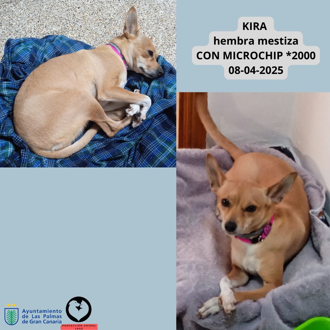 Ref 3422024 Cachorro 3 meses Collar negro con luz Tafira 08-01-2025 (10)