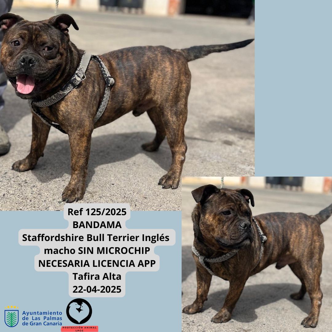 Ref 3422024 Cachorro 3 meses Collar negro con luz Tafira 08-01-2025 (4)