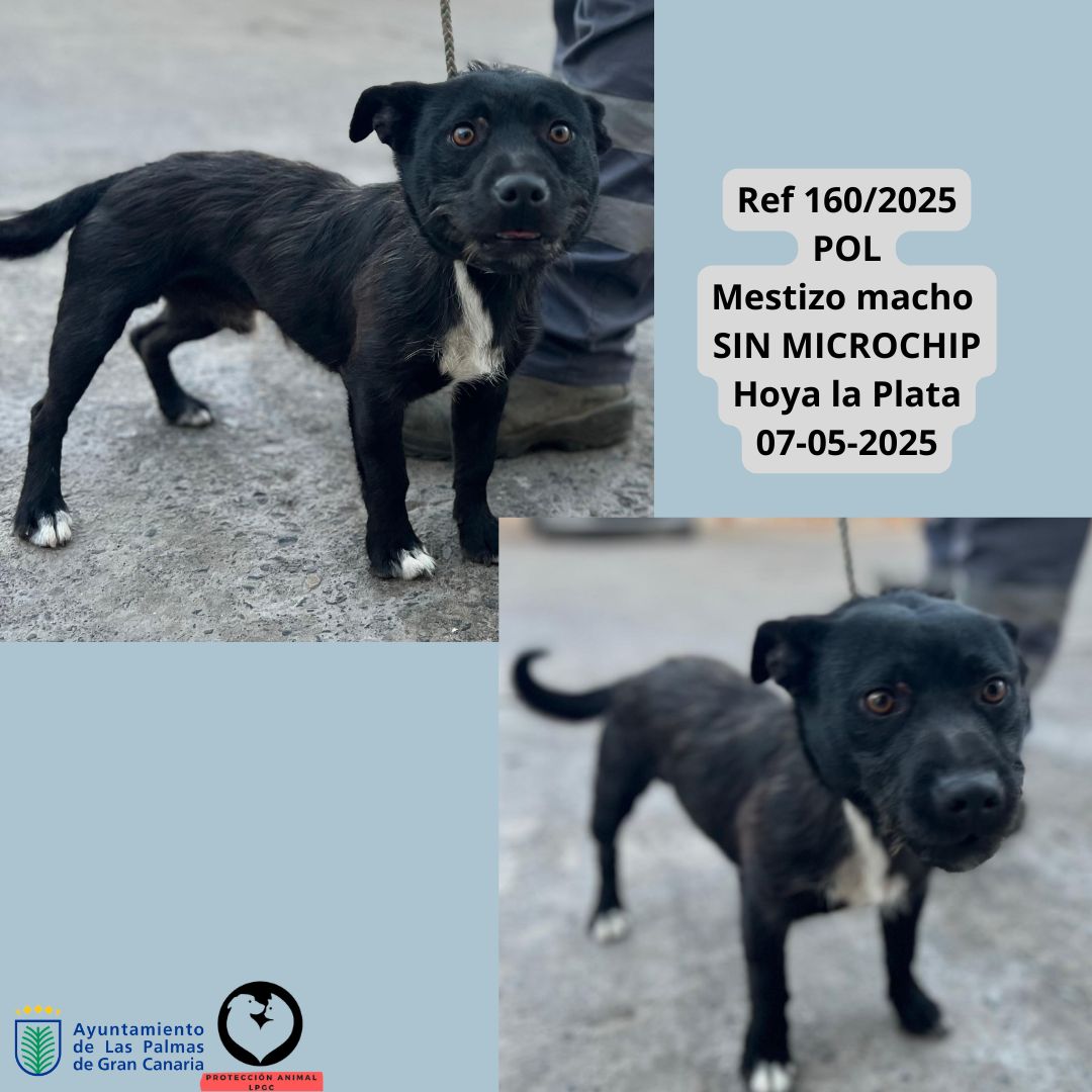 Ref 3422024 Cachorro 3 meses Collar negro con luz Tafira 08-01-2025 (8)