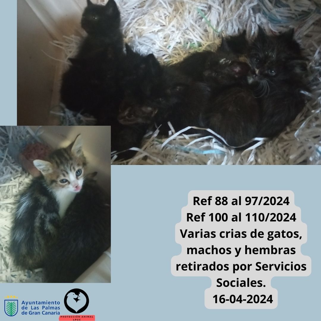 Ref 88 al 972024 Ref 100 al 1102024 Varias crias de gatos, machos y hembras retirados por Servicios Sociales. 16-04-2024