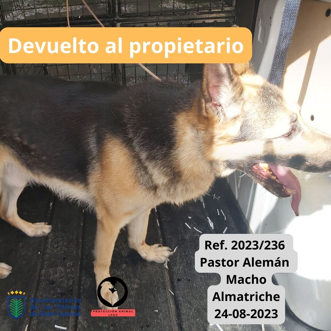 Ref. 2023236 Mestizo macho con microchip Estación San Telmo 18-07-2023