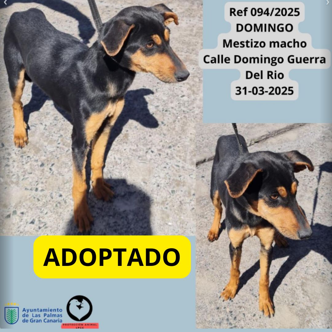 ADOPTADO (10)