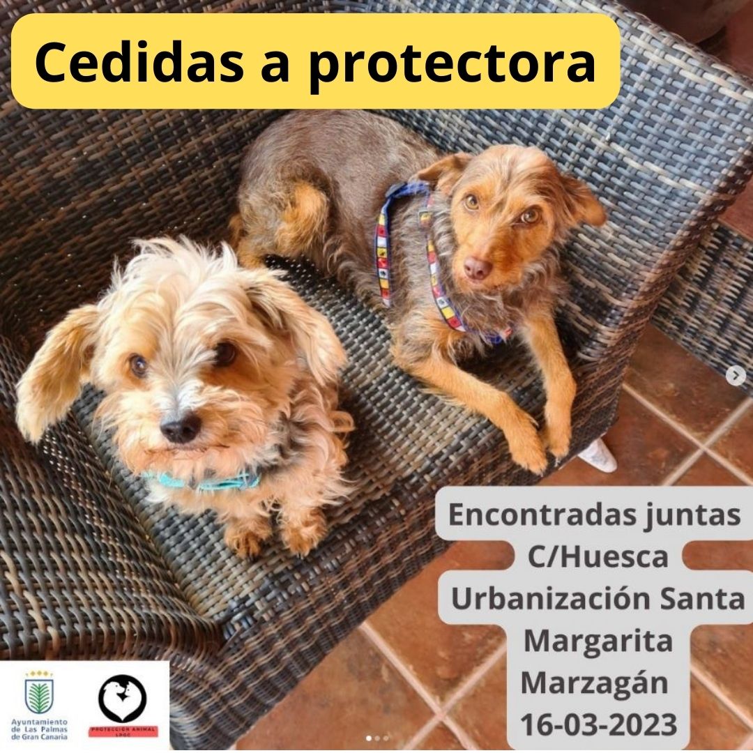 Cedidas a protectora