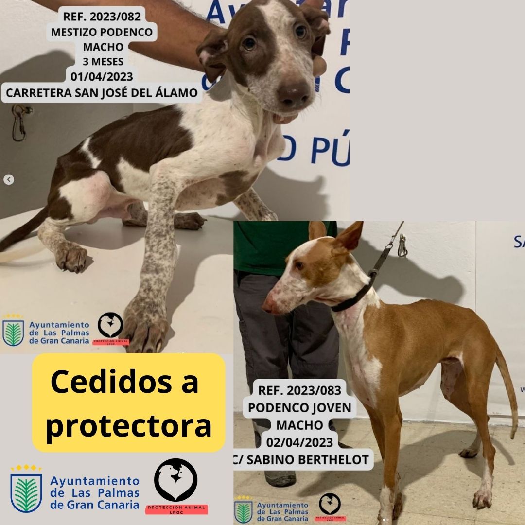 Cedidos a protectora