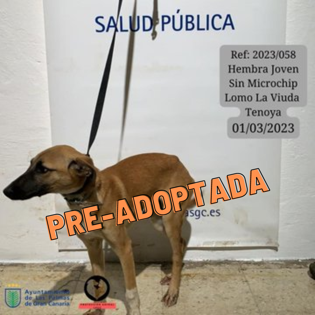 PRE-ADOPTADA