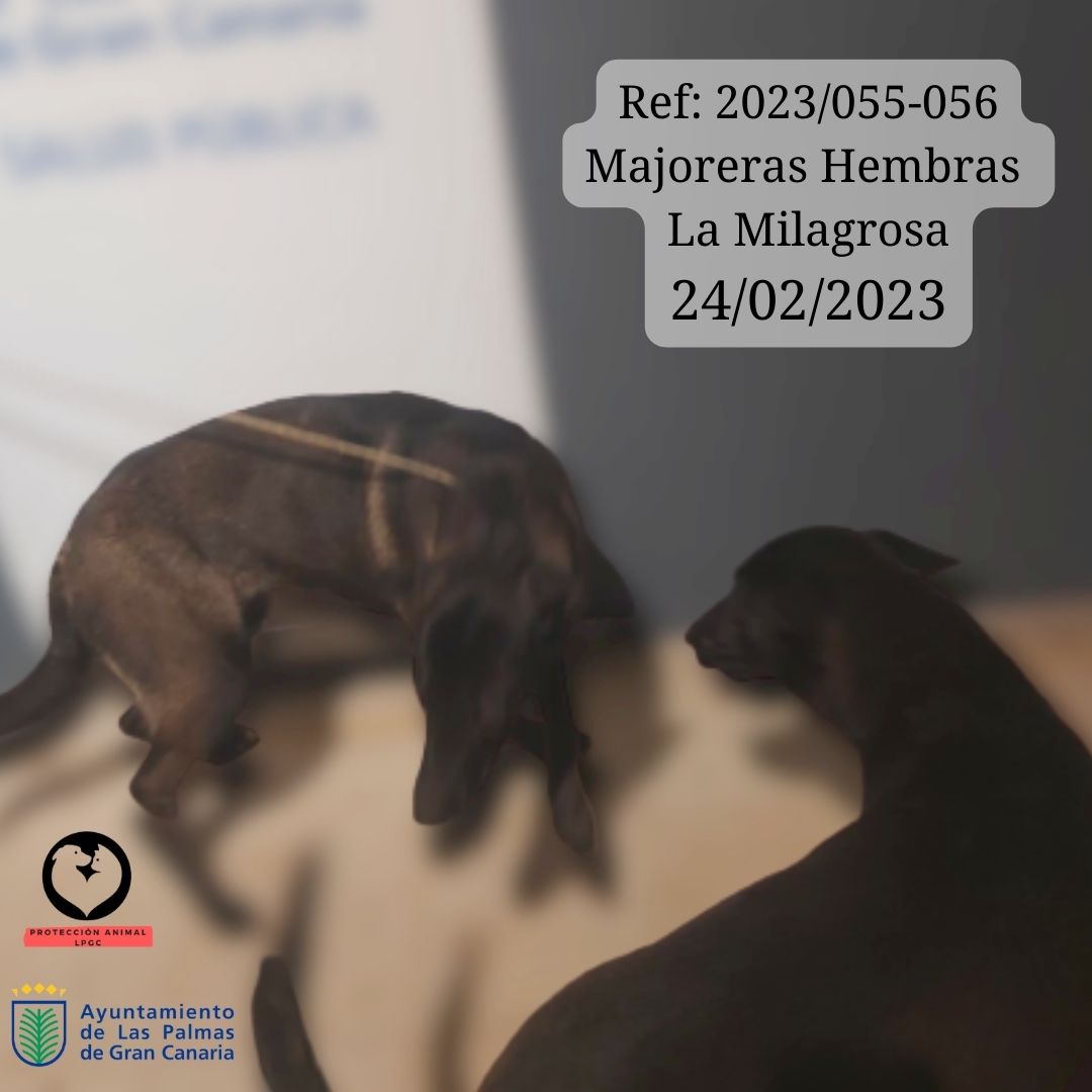 Ref 2023055-056 Majoreras Hembras La Milagrosa 24022023