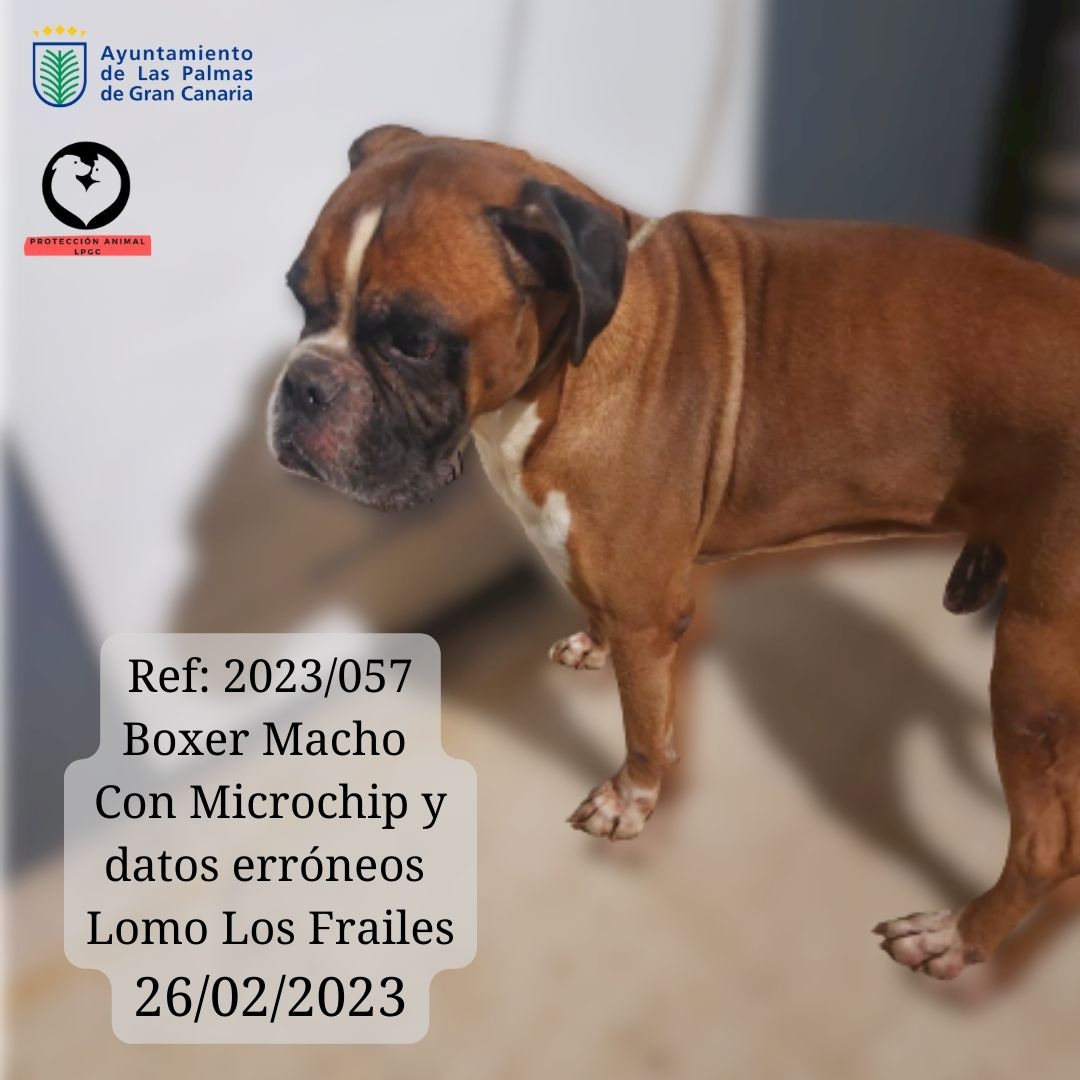 Ref 2023057 Boxer Macho Con Microchip y datos erróneos Lomo Los Frailes 26022023