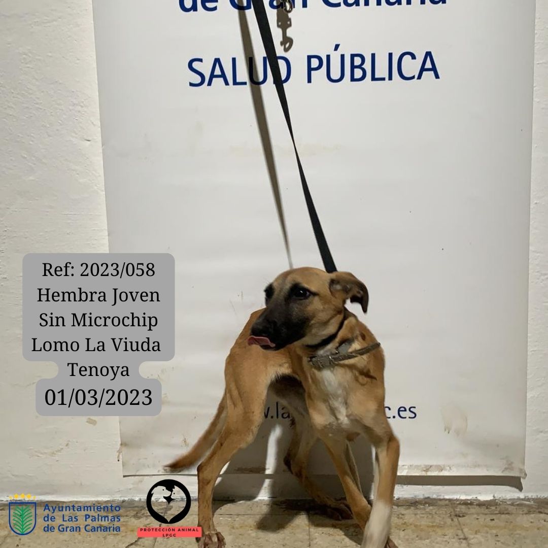 Ref 2023058 Hembra Joven Sin Microchip Lomo La Viuda Tenoya 01032023