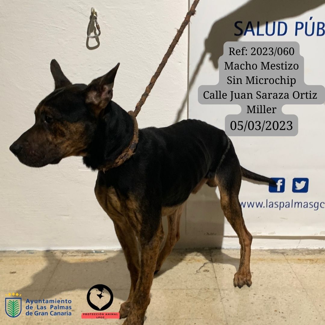 Ref 2023060 Macho Mestizo Sin Microchip Calle Juan Saraza Ortiz Miller 06032023 (3)