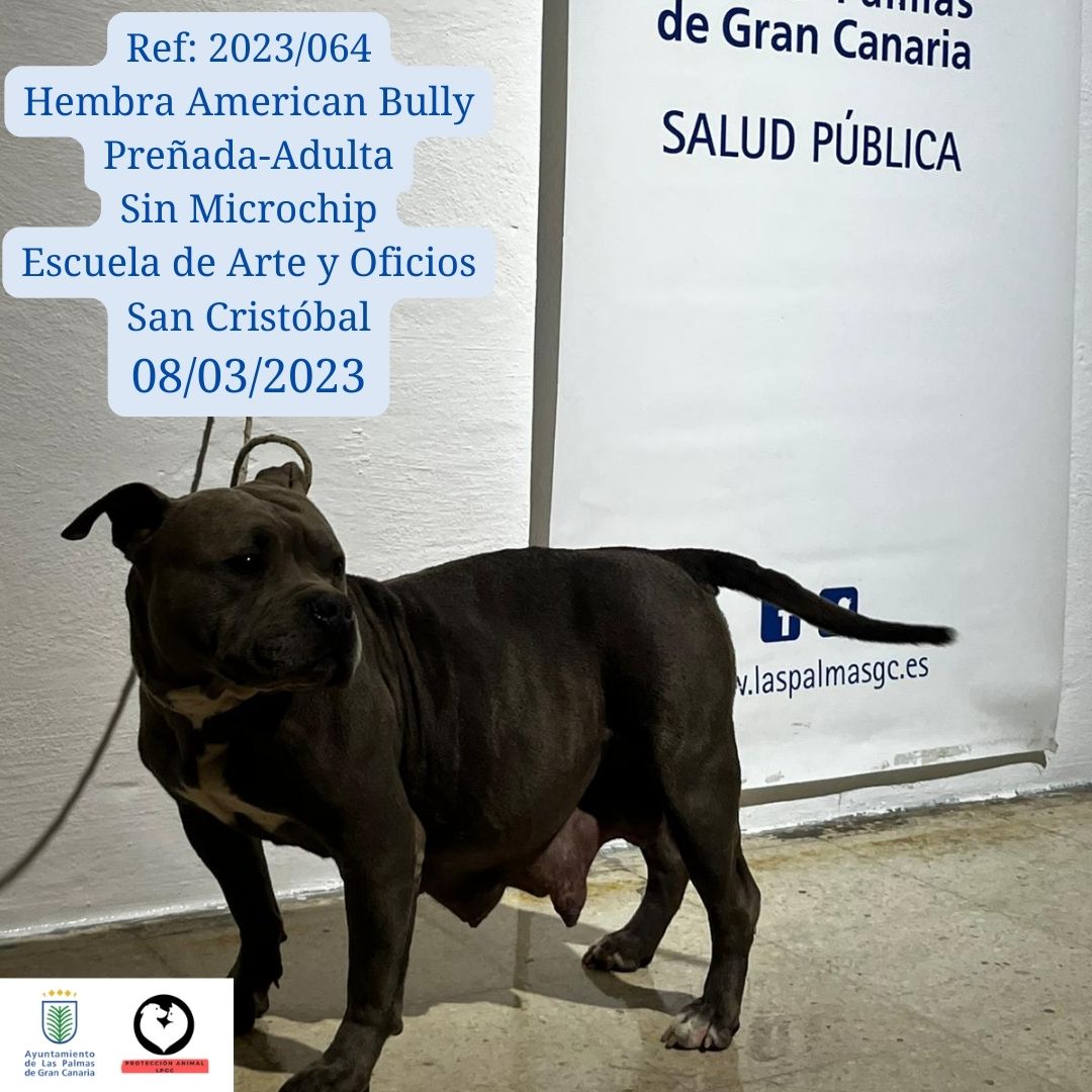 Ref 2023064 Hembra American Bully Preñada-Adulta Sin Microchip Escuela de Arte y Oficios San Cristóbal 08032023