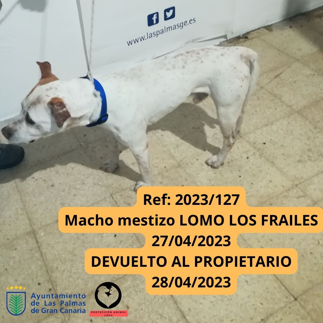 Ref 2023126 Macho mestizo Pitbull PPP 1 año SIN MICROCHIP Calle Jose Juan Guzmán de León, SAN LORENZO 27042023 (1)