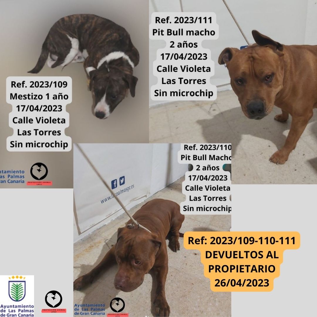 Ref 2023126 Macho mestizo Pitbull PPP 1 año SIN MICROCHIP Calle Jose Juan Guzmán de León, SAN LORENZO 27042023 (2)