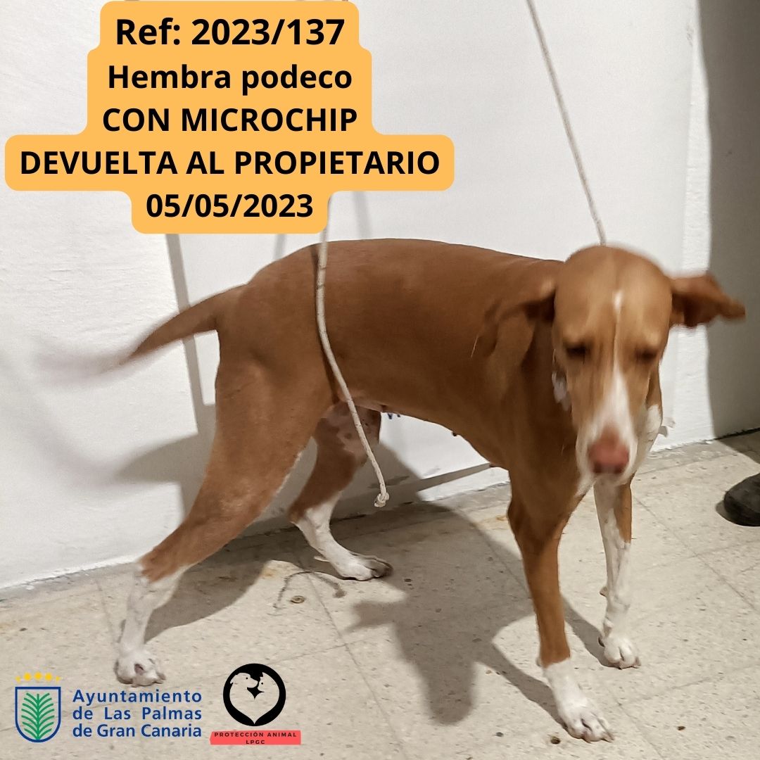 Ref 2023137 Hembra podeco CON MICROCHIP DEVUELTA AL PROPIETARIO 05052023