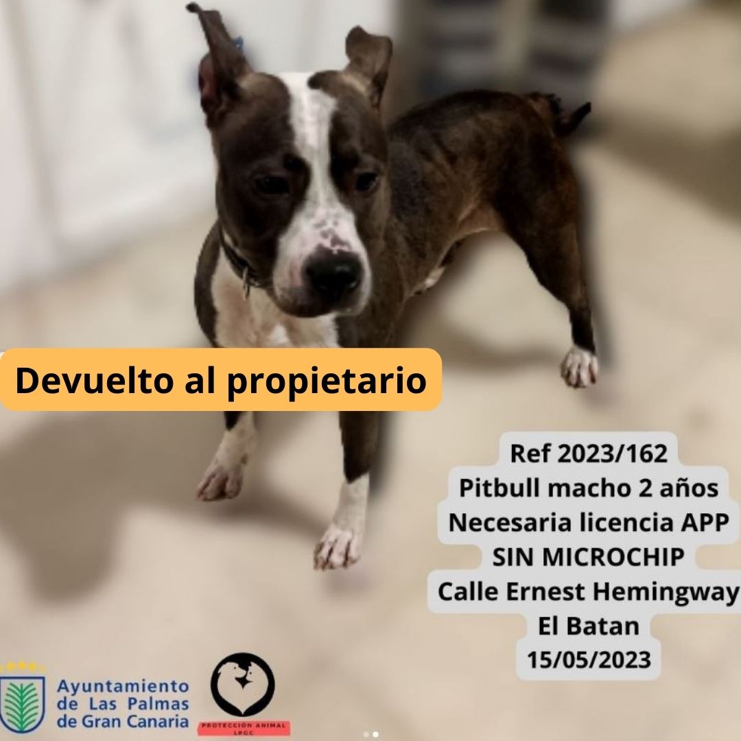 Ref 2023171 Mestizo Pit bull macho SIN microchip (Necesaria licencia APP) 6 meses de edad aprox. Calle Luis Benitez Inglott ESCALERITAS 20052023 (1)